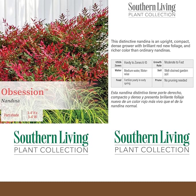 Southern Living Obsession Nandina 2 Gal, Bright Red Foliage