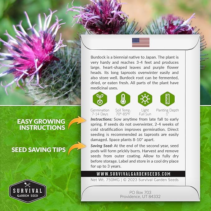 Burdock Seed for Planting - 2 Packets with Instructions to Plant and Grow Burdock Root (GOBO) in Your Home Vegetable Garden - Non-GMO Heirloom Variety- Survival Garden Seeds