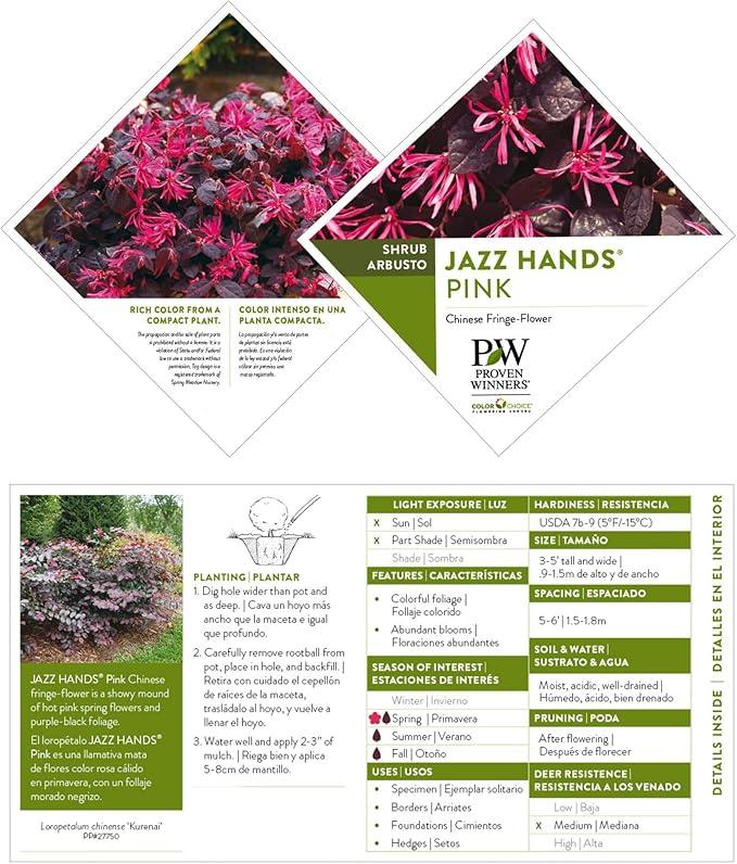 2 Gallon Proven Winners Loropetalum Jazz Hands Pink Shrub