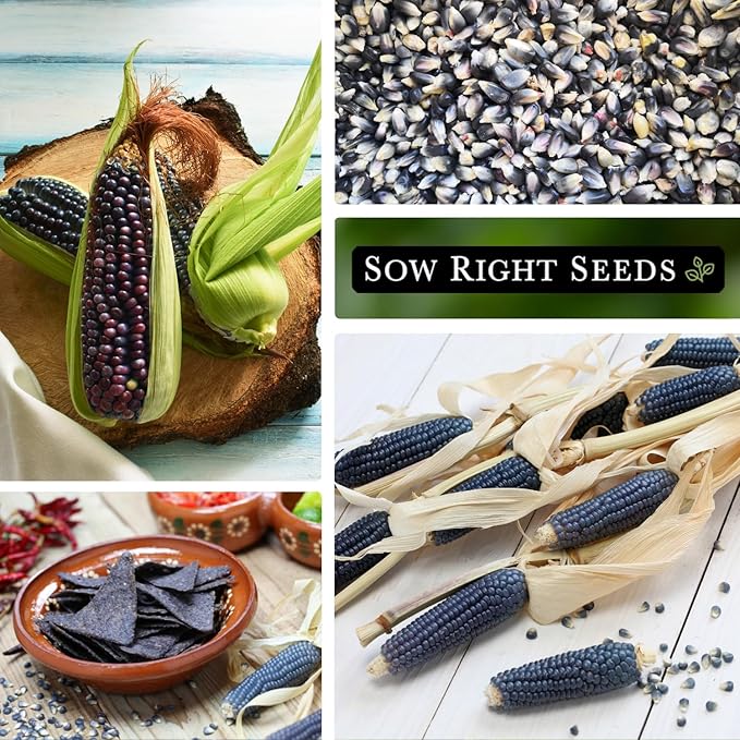 Sow Right Seeds - Blue Hopi Corn Seed for Planting - Non-GMO Heirloom Packet with Instructions to Plant and Grow an Outdoor Home Vegetable Garden - Great for Blue Corn Flour Cooking (2)