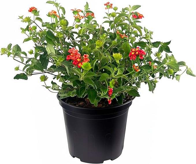 Lantana Dallas Red | 3 Large Gallon Size Plants | Lantana Camara | Flowering Perennial | Garden Colorful Bloom | Hardy Outdoor Decor | Vibrant Red Flowers