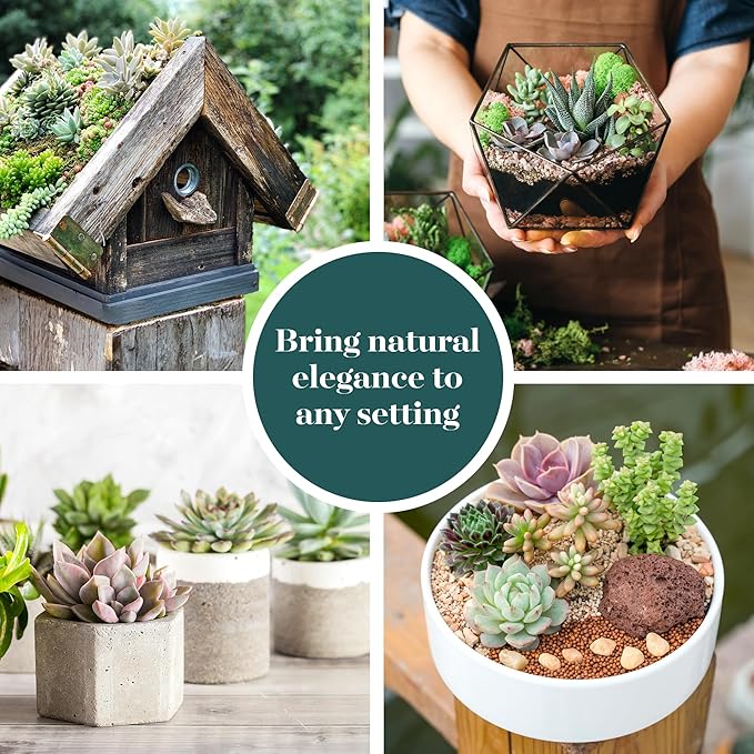 Shop Succulents Unique Succulent Plant Pack Collection - Live Mini Succulent Plants, Low Maintenance, Exceptional Colors & Textures - Wedding and Party Favors, Gift & Garden, Pack of 6