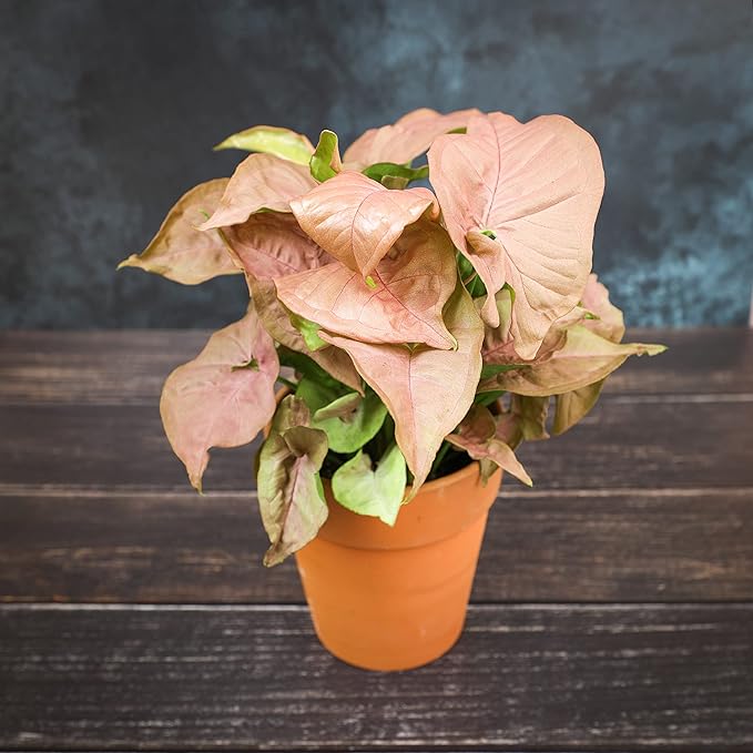 Arrowhead Plant Kit (4 Pack),4 Inch Pots for Plants,Syngonium Plant Live,Plant Gifts for Plant Lovers,Vine Plants Indoor Live,Rooted Live Plants Indoor Plants Live Houseplants by Plants for Pets,Black