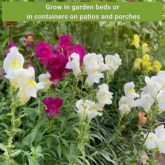 Sow Right Seeds - Frost Hardy Seed Collection for Planting - Pansies, Violets, Snapdragon, Ornamental Kale and Sweet Peas - Lovely Flowers for Spring & Fall Color - Non-GMO Heirloom with Instructions