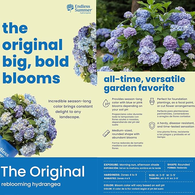 Endless Summer Original Hydrangea, 2 Gal, Pink and Blue Blooms