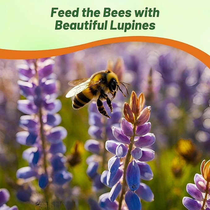 Outsidepride 500 Seeds Perennial Blue Lupine Flower Seeds for Planting