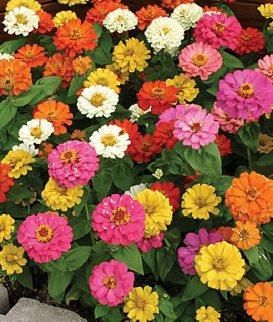 Ohio Heirloom Zinnia Seeds, 200+ Thumbelina Mix, Non-GMO, USA Grown Premium Flower Seeds for Vibrant Pink, Yellow, Red, White, & Lavender Blooms - Butterfly Attractant