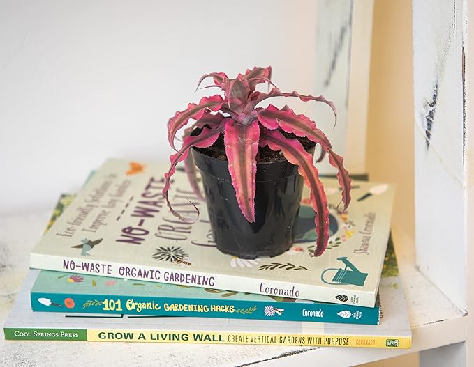 Live Cryptanthus Bromeliad Plant, Cryptanthus bivittatus Pink Star, Indoor Flowering Plant, Earth Star House Plant in Pot, Bromeliads Live Plants in Soil, Colorful Potted Houseplant by Plants for Pets