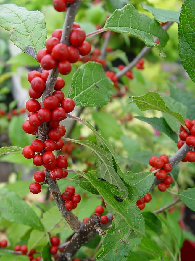 Ilex verticillata 'Winter Red' (Winterberry) Shrub, sm bright red fruit, 3 - Size Container
