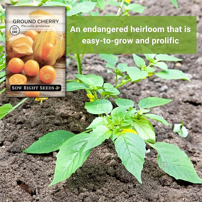 Sow Right Seeds - Ground Cherries Seeds for Planting - Non-GMO Heirloom Packet with Instructions to Plant an Outdoor Home Vegetable Garden - Mexican Husk Tomato - Endangered Variety (2)
