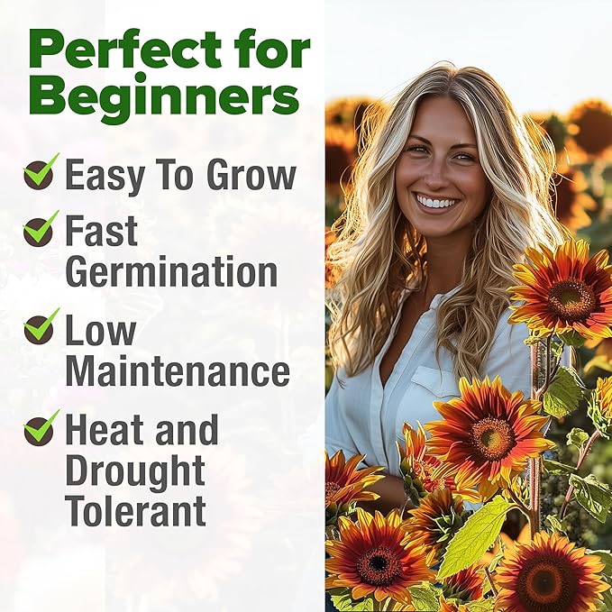 HOME GROWN Autumn Beauty Sunflower Seeds to Plant - 40 Heirloom and Non-GMO Sunflower Seeds for Planting - Blooms for Pollinator Support, and Ornamental Flower Garden (Helianthus annuus)