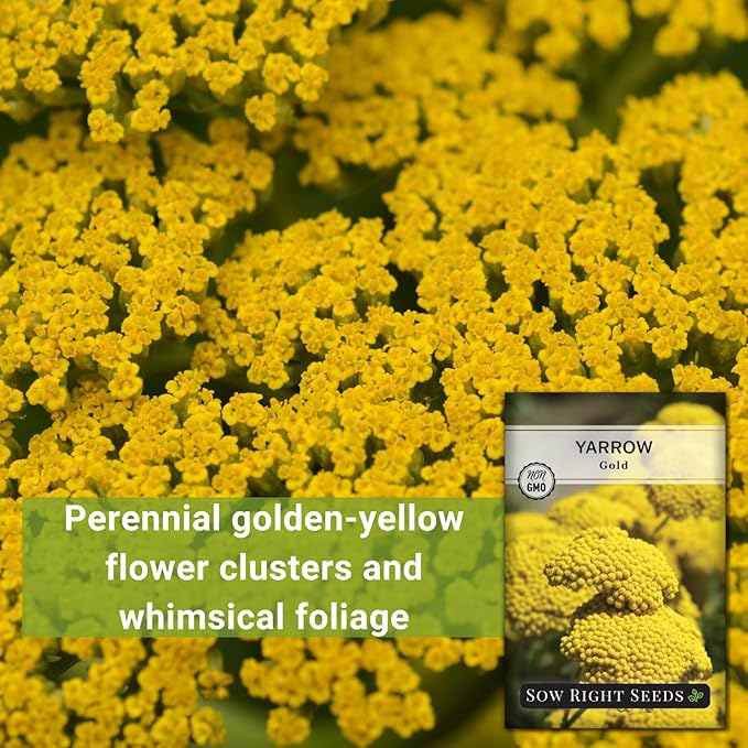 Sow Right Seeds - Achillea Yarrow Gold Flower Seeds for Planting - Flowers to Plant in Your Garden - Non-GMO Heirloom Packet with Instructions - Favorite Perennial to Attract Pollinators (4)