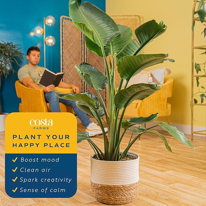 Costa Farms White Bird of Paradise, Live Indoor Plant in Nursery Plant Pot, Potting Soil Mix, Tropical Air Purifying Houseplant, Home and Office Decor, Unique Plant Gift, 3-4 Feet Tall