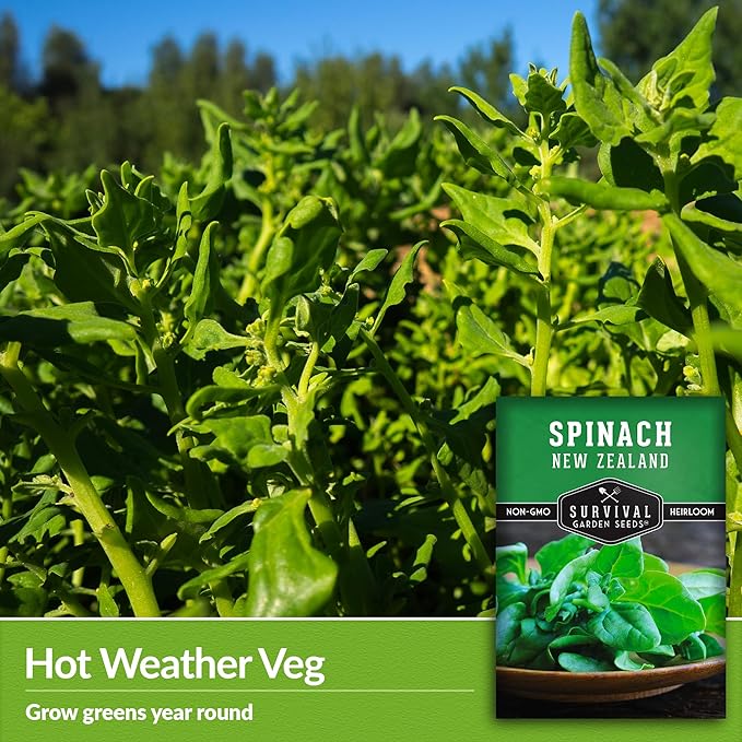 New Zealand Spinach Seed for Planting - 1 Packet with Instructions to Plant & Grow Tetragonia Tetragonoides in Your Home Vegetable Garden - Non-GMO Heirloom Variety - Survival Garden Seeds