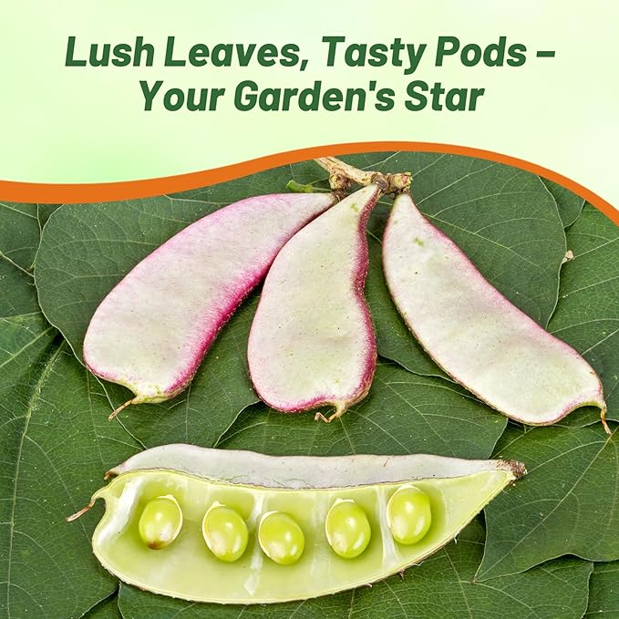 Outsidepride 100 Seeds Perennial Green Dolichos Lablab Hyacinth Bean Vine & Flower Seed for Planting