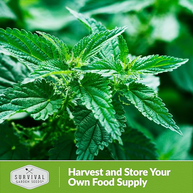 Stinging Nettle Seed for Planting - 1 Packet with Instructions to Plant and Grow Medicinal Herb Common Stinging Nettle in Your Home Herb Garden - Non-GMO Heirloom Variety - Survival Garden Seeds