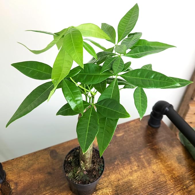 Live Money Tree Plant, Pachira Aquatica Money Tree, Feng Shui Money Tree Pachira Aquatica Plant, Pachira Plant Bonsai Tree in Planter Pot With Soil, Plants for Pets, 2.5-inch pot