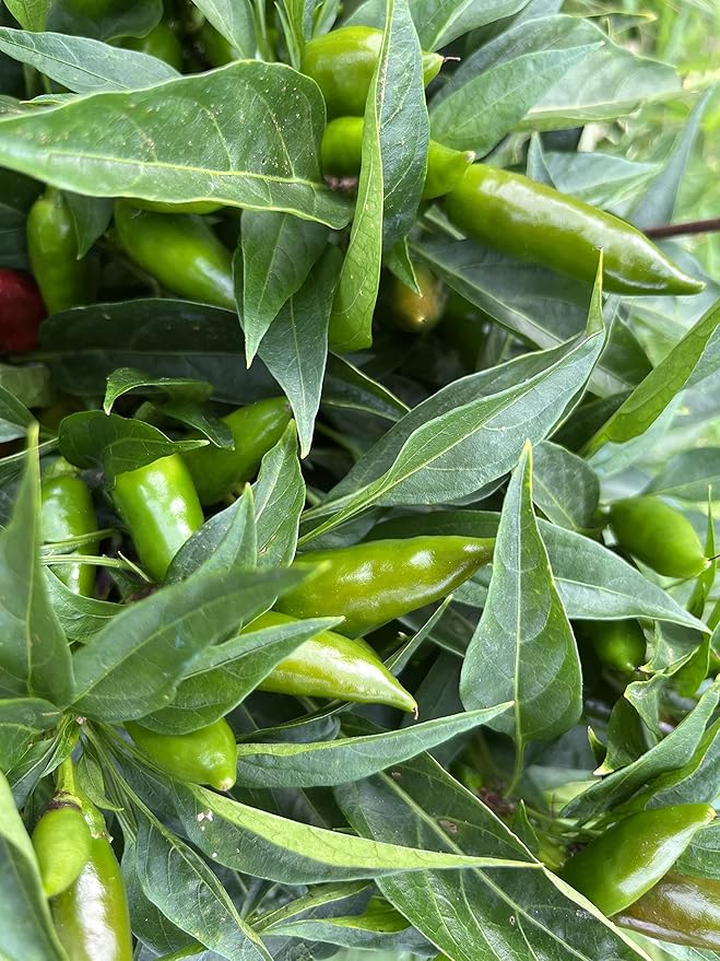 Calabrian Piccante a Mazzetti Italian Picante Calabrese Spicy Pepper of Calabria Premium Seeds for Planting Packet