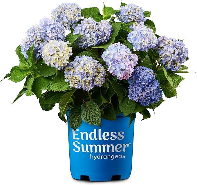 Endless Summer Original Hydrangea, 1 Gal, Blue