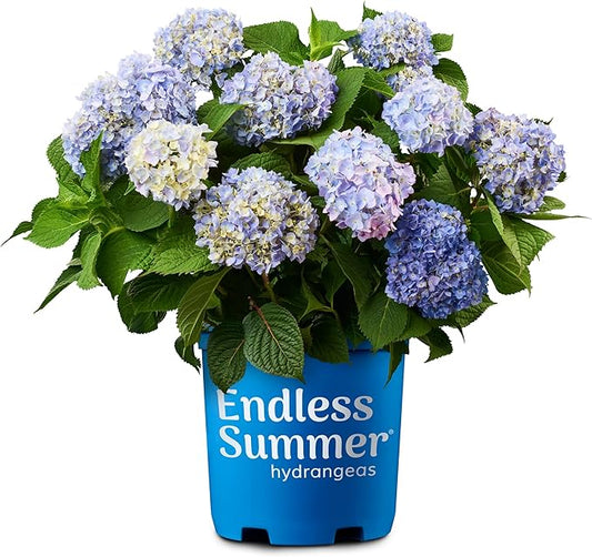 Endless Summer Original Hydrangea, 2 Gal, Pink and Blue Blooms