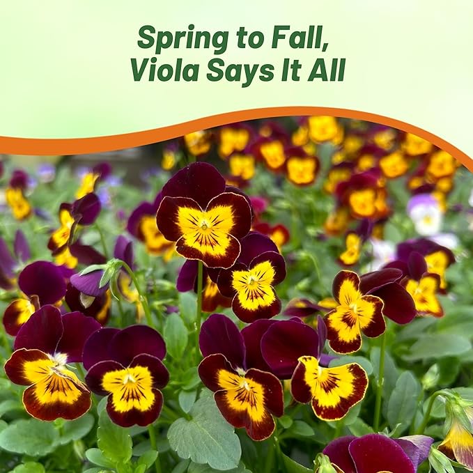 Outsidepride 2000 Seeds Perennial Viola Bambini Flower Seed Mix for Planting
