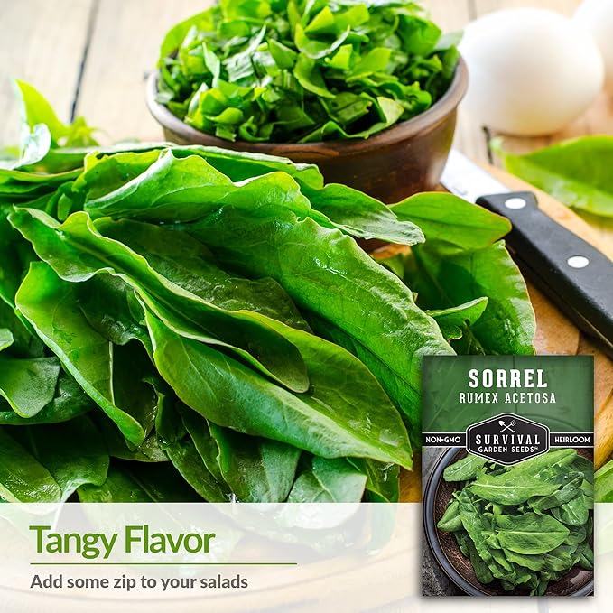 1 Pack Sorrel Seed for Planting - Packet with Instructions to Plant and Grow Rumex Acetosa Tangy Herb and Salad Greens in Your Home Vegetable Garden - Non-GMO Heirloom Variety - Survival Garden Seeds