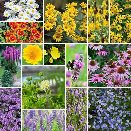 Eden Brothers Midwest All Perennial Wildflower Mixed Seeds for Planting, 5 lb, 2,400,000+ Seeds with Hyssop, Shasta Daisy | Attracts Pollinators, Plant in Spring or Fall, Zones 3, 4, 5, 6, 7, 8, 9, 10