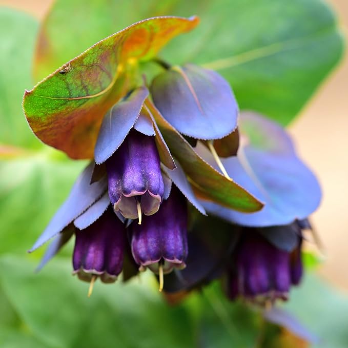 Outsidepride 50 Seeds Annual Cerinthe Major Honeywort Flower Seeds for Planting
