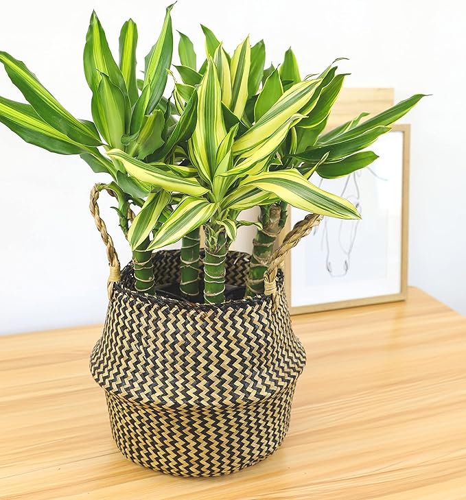 Dracaena Steudneri Moonlight 4 Pack House Plant, 4 Inch Pots for Plants, Dragon Tree Plants for Delivery Prime, Low Light House Plants, Live Plants Indoor Plants Live Houseplants by Plants for Pets