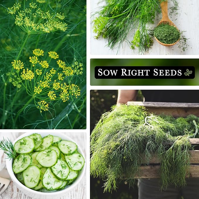 Sow Right Seeds - Dill Seed for Planting - Non-GMO Heirloom Packet with Instructions to Plant and Grow Herb Garden - Indoors or Outdoors - Homemade Dill Pickles - Wonderful Companion Plant (2)