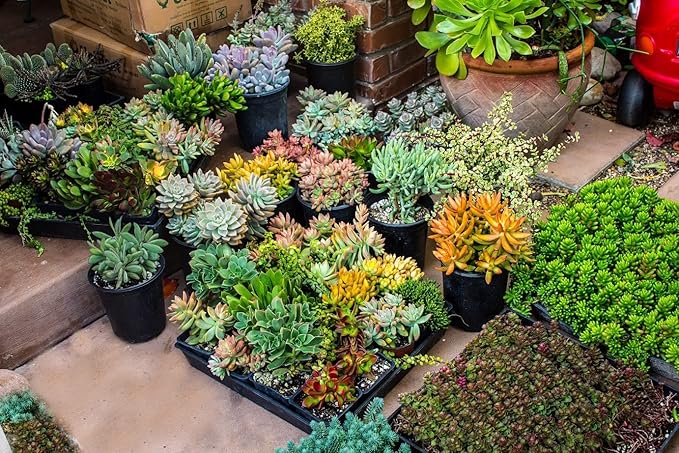 Premium Cacti and Succulent Potting Mix Soil - for Cactus Palm Tree Citrus Plant Grown in Gardening Containers - Indoors & Outdoors Use - with Natural Food/Fertilizer