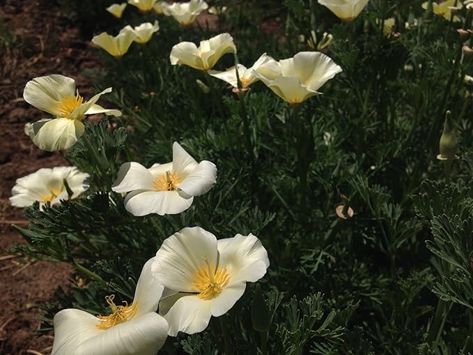 Plant Good Seed White Linen California Poppy Seeds - Pack of 200, Heirloom Seeds for Planting Flowers - Gardening Supplies, Herb Garden, Wildflower, Flower Seeds to Plant Outside - from USA