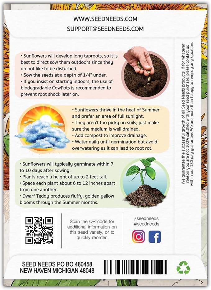 Seed Needs, Dwarf Teddy Sunflower Seeds - 100 Heirloom Seeds for Planting Helianthus annuus - Double Petaled Blooms, Attracts Pollinators/Butterflies (5 Packs)