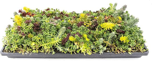 Sedum Succulent Plants Ground Cover, Live Succulents Plants Live Plants, Plant Tray of Outdoor Plants for Landscaping, Fairy Garden Accessories, Plant Wall Decor and Succulent Soil by Plants for Pets