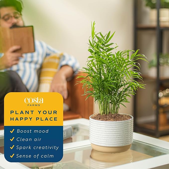 Costa Farms Parlor Palm, Neanthebella Tropical Live Plant, Easy to Grow Palm Houseplant Potted in Décor Plant Pot, Unique Plant Lover Gift, Living Room Home and Office Décor, 1 Foot Tall
