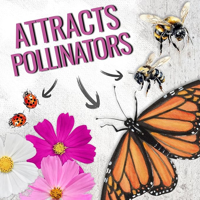 Seed Needs, 5,000+ Cosmos Seeds Sensation Blend Cosmos Seeds for Planting - Multicolored Heirloom & Open Pollinated Wildflowers to Grow a Butterfly Garden - Makes a Great Cut Flower - Bulk