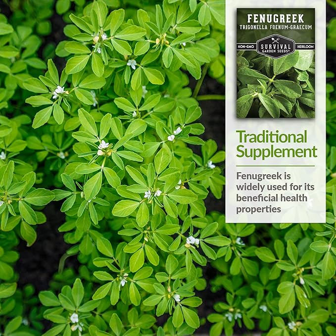 5 Packs Fenugreek Seed for Planting with Instructions to Grow Samudra Methi in Your Home Vegetable Garden - Non-GMO Heirloom - Good Microgreens or Sprouts - Survival Garden Seeds
