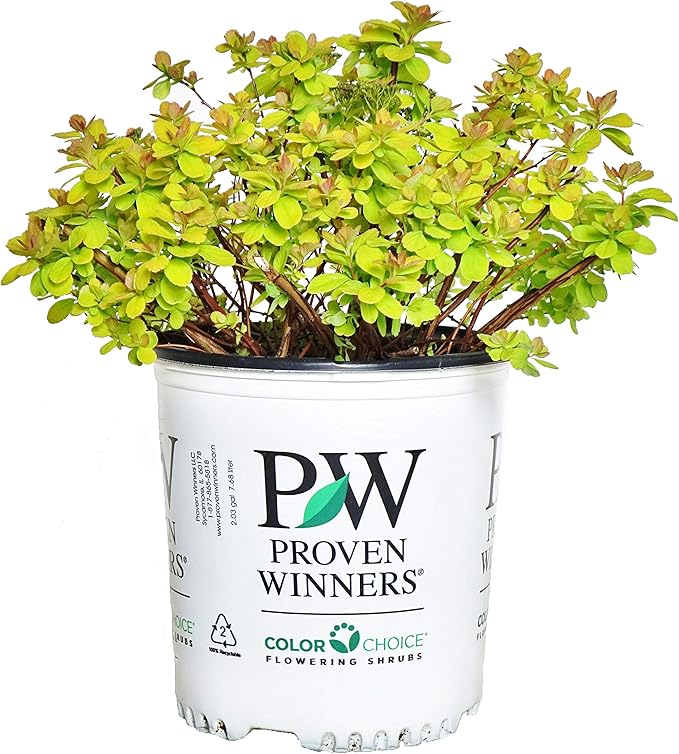 Proven Winners - Spiraea betulifolia Glow Girl (Birchleaf Spirea) Shrub, gold foliage with pink flowers, #2 - Size Container