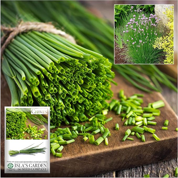 Common Chives Seeds for Planting, 1000+ Heirloom Seeds Per Packet, (Isla's Garden Seeds), Non GMO Seeds, Botanical Name: Allium tuberosum, Great Herb Garden Gift
