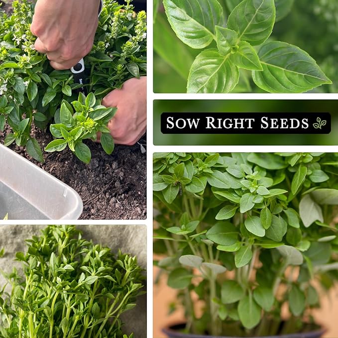 Sow Right Seeds - Greek Basil Seed for Planting - Non-GMO Heirloom Packet with Instructions for Easy Planting and Growing a Kitchen Herb Garden - Indoors & Outdoor - Small Leaved Dwarf Sweet Basil (1)