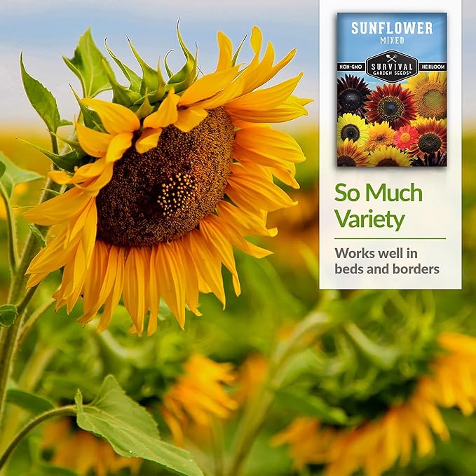 Survival Garden Seeds - Mix of Popular Sunflower Seeds for Planting - 5 Packs with Instructions to Grow Beautiful Flowers in Your Home Vegetable or Flower Garden - Non-GMO Heirloom Varieties