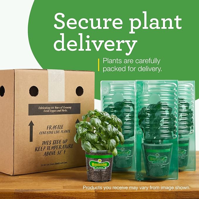 Bonnie PLANTS Husky Cherry Red Tomato Live Vegetable Plants - 4 Pack, Non-GMO, Bite Sized, Disease Resistant