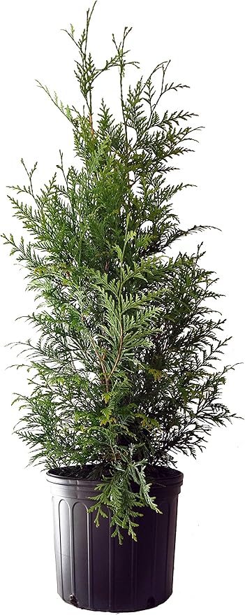 Green Promise Farms ENTHGG03 Live Plant Thuja-X Green Giant Evergreen (Western Arborvitae), 3 Gallon