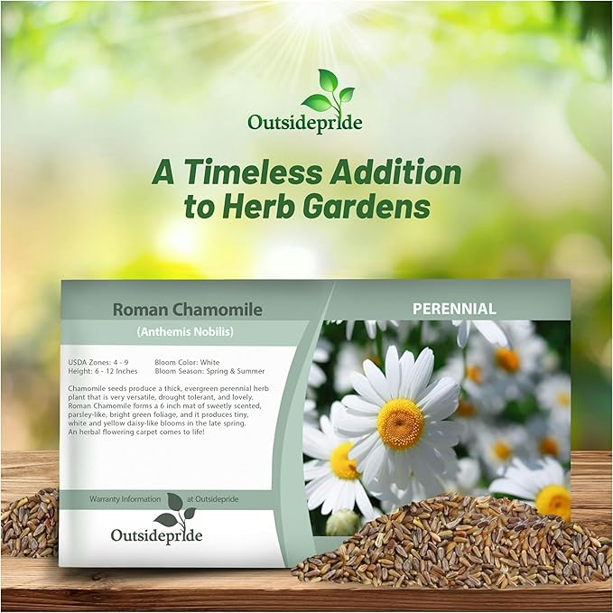Outsidepride 50000 Seeds Perennial Roman Chamomile Herb Garden Seed for Planting