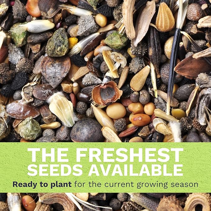 Cosmos Sensation Mix - Bulk 1/4 Pound Pouch - 15,000 Flower Seeds for Planting - Cosmos bipinnatus