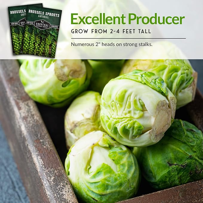 Survival Garden Seeds - Catskill Brussels Sprouts Seed for Planting - 5 Packs with Instructions to Plant and Grow Tasty Cruciferous Vegetables in Your Home Vegetable Garden - Non-GMO Heirloom Variety