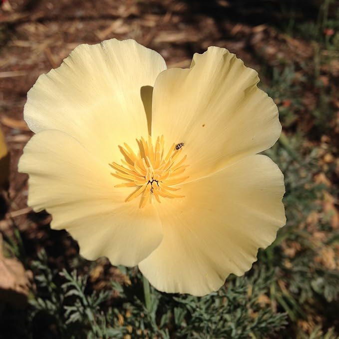 Plant Good Seed White Linen California Poppy Seeds - Pack of 200, Heirloom Seeds for Planting Flowers - Gardening Supplies, Herb Garden, Wildflower, Flower Seeds to Plant Outside - from USA