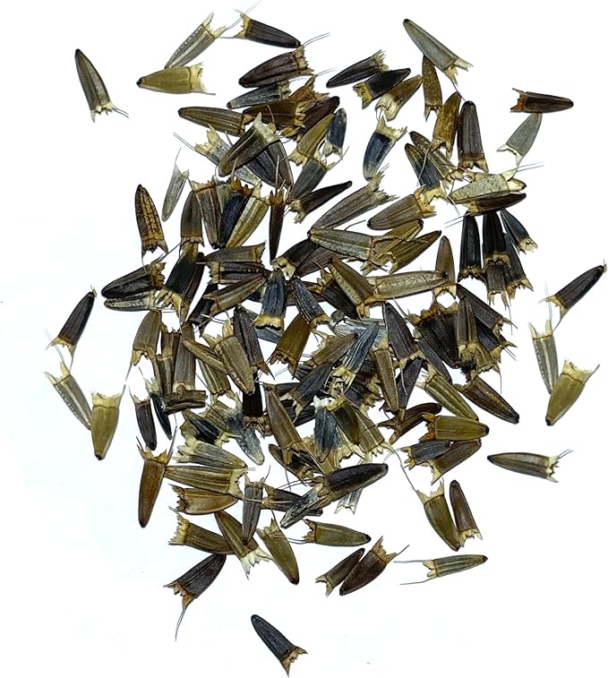 Seed Needs, Mexican Sunflower Seeds - 100 Heirloom Seeds for Planting Tithonia rotundifolia - Annual Wildflower That Attracts Pollinators/Butterflies (1 Pack)