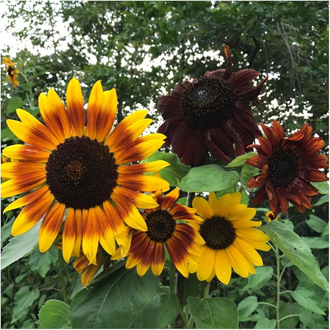 Seed Needs, Sunflower Seed Packet Party Favors Pre-Filled & Ready to Hand Out Great for Weddings, Bridal Showers, Memorials, Fundraisers & Other Events Heirloom & Untreated (100 Packets)