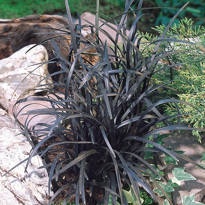 Pack 3 Fountain Grass Plants Live, 5-9 Inch Tall, Ornamental Grasses Live Plants Perennial, Well-Rooted Perennial Grass Clumps (Black Fountain Grass)